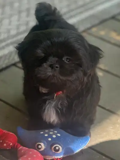 Shih-Tzu nain impérial, View more