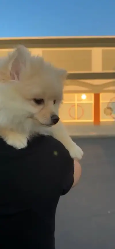 Pomeranian Femelle blonde de 4 mois, View more