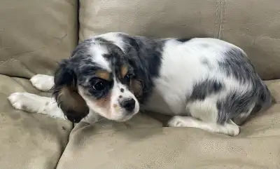 Rare Cocker spaniel puppies, View more