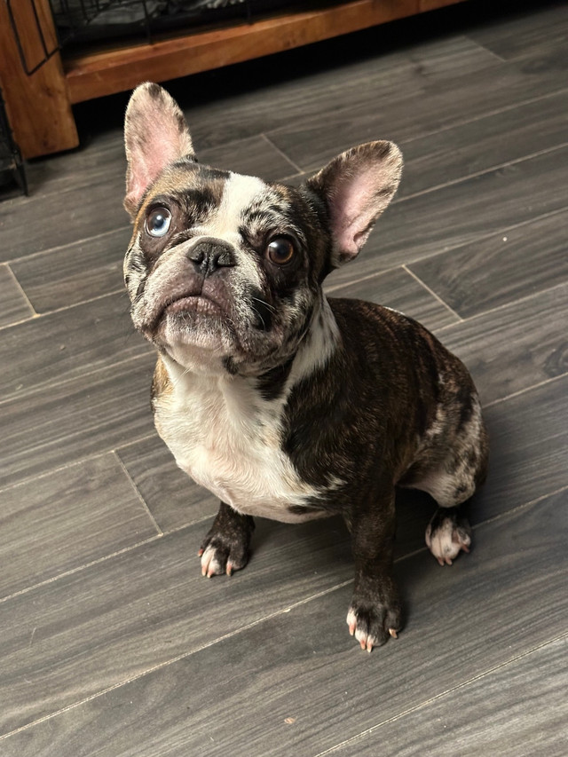 Adult French Bulldog female in Dogs & Puppies for Rehoming in Nanaimo