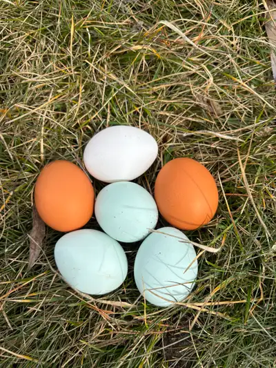 Blue eggs layers for sale, View more