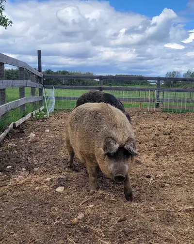 Mangalitsa cross sow - bred, View more