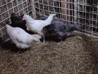 Australorp Roosters Available