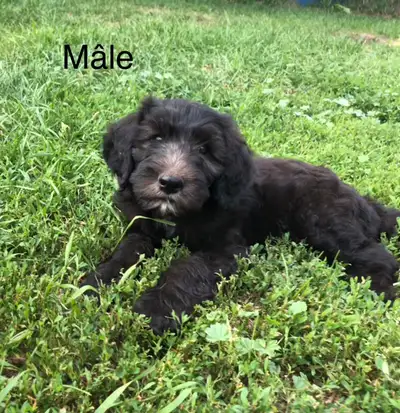 Sheepadoodle berger anglais croisé caniche royal, View more