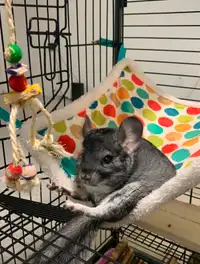 Female chinchilla comes with everything