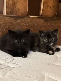 Kittens and Cat for free