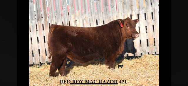 Red Angus Heifer Bulls for Sale  in Livestock in Lloydminster - Image 2