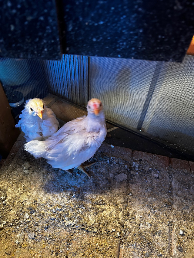 Chiken free 2 in Birds for Rehoming in La Ronge - Image 2