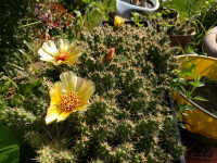 Cactus - Opuntia Fragilis