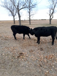 Wanted  looking for a couple steer beef calves to put on grass