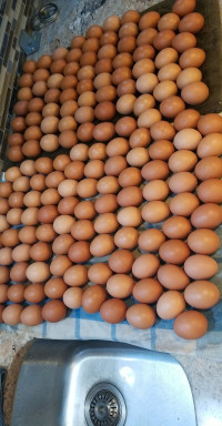 Free Range Chickens Eggs