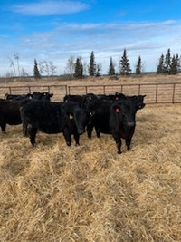 35 replacement heifers.