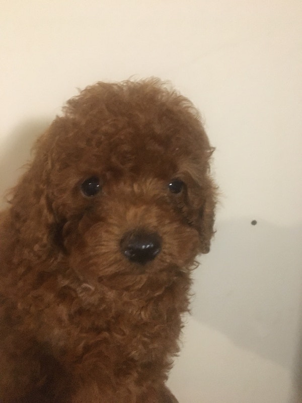 2 toy purebred poodle puppies. 8 weeks old birthday is 19/5/23 Dogs