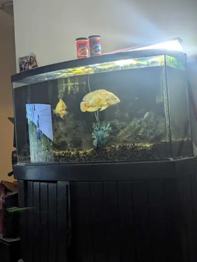 What you see is what you get 120gal bow front aquarium, stand , subrate , 2x hob filters Marineland...