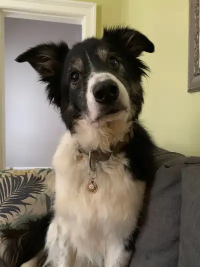 Registered Border Collies for Re homing, View more