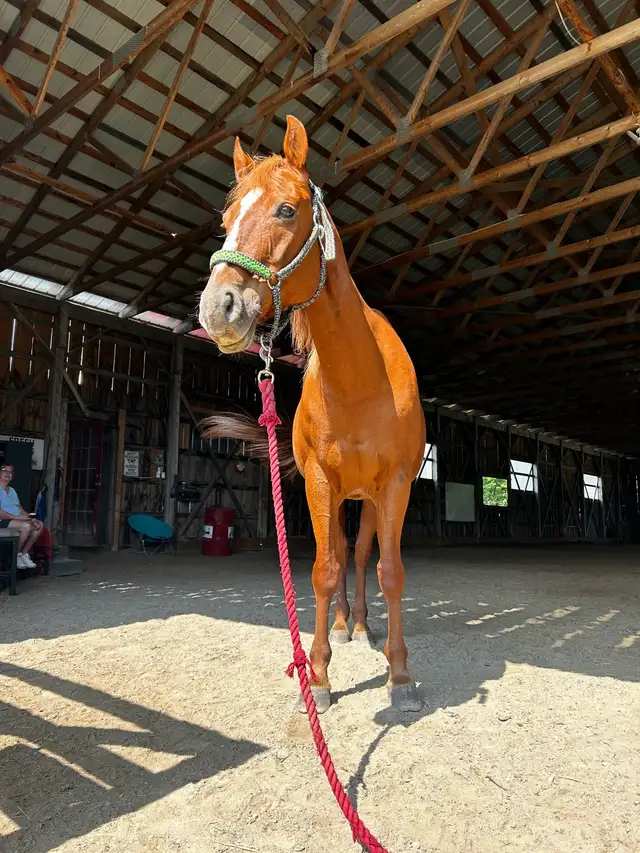 Quarter Horse Mare — part board in Horses & Ponies for Rehoming in Oshawa / Durham Region - Image 3