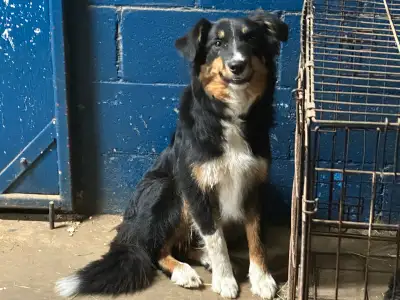 Chiot border collie de 7 mois, View more