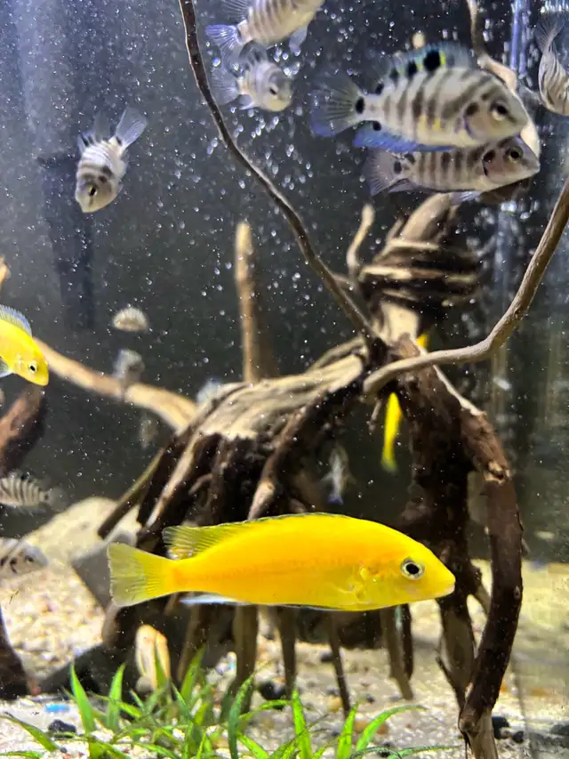 CICHLIDS FISH FOR SALE Aquarium Rocks - Pickering  in Fish for Rehoming in City of Toronto - Image 3