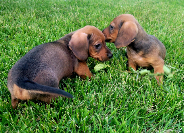 Miniature Dachshund Puppies Looking for Forever Homes! in Dogs & Puppies for Rehoming in Winnipeg - Image 4