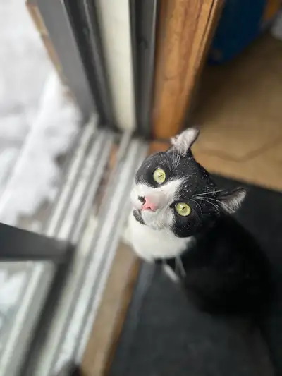 super amicale très joueur et actif ces comme un chien chat , sa marcher plus avec mon oiseaux donc j...