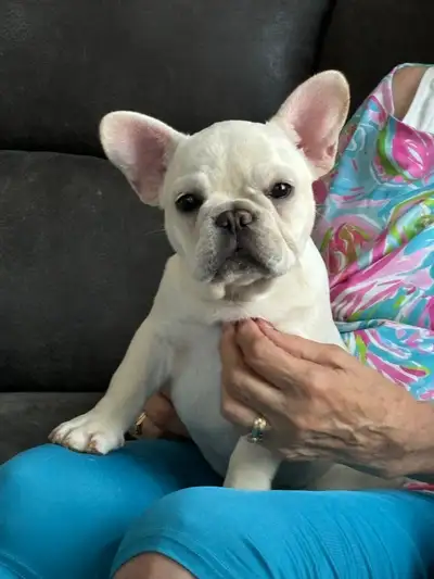 Cream CKC registered French Bulldog puppies, View more