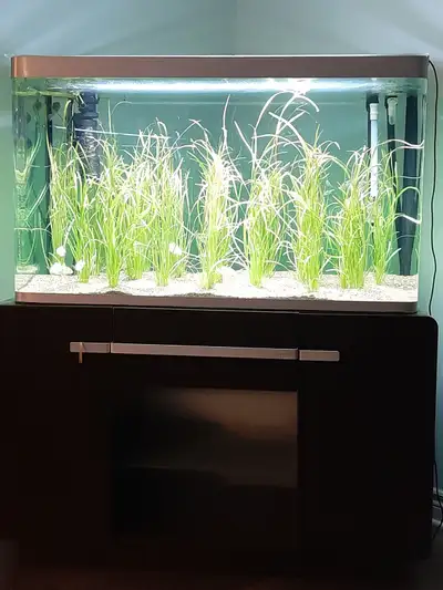 J’ai un beau aquarium Fluval Osaka 260 litres à vendre, environ 70 gallons. Inclus le meuble origina...