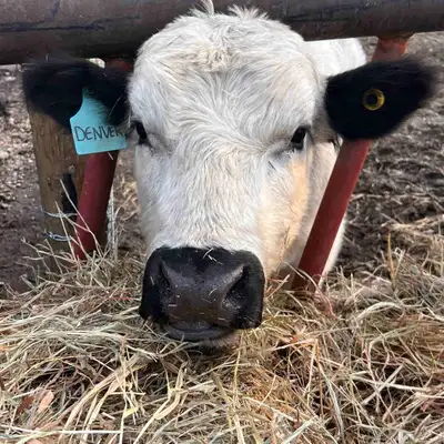 pure bred speckle park yearling bull, View more