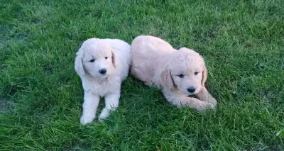 Standard Goldendoodle Puppies, View more