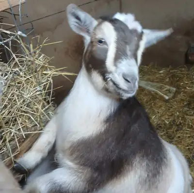 Nigerian Dwarf Does, View more