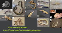 Drayton Valley Reptile Rescue Animals Available for Adoption!