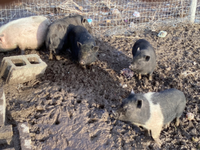 Kunekune pigs in Livestock in Sudbury - Image 2