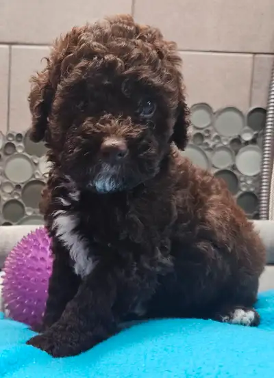 Teddybear Cockapoos, Extra Small, Super Sweet!, View more