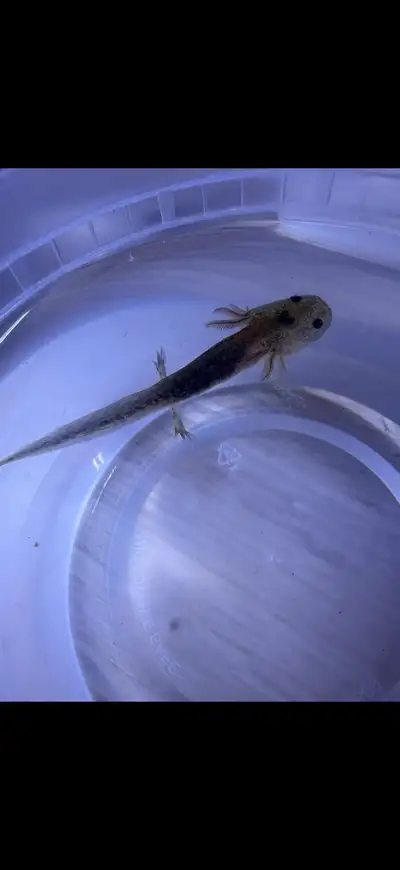 5 month old wild (greenish,black) Axolotls , View more