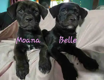 Sweet rescues with amazing temperaments ready to go, View more