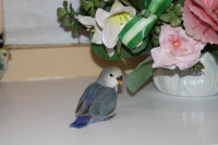 Adorable, tame hand-raised blue violet baby lovebird