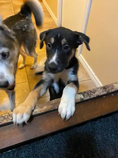 Puppies for sale, View more