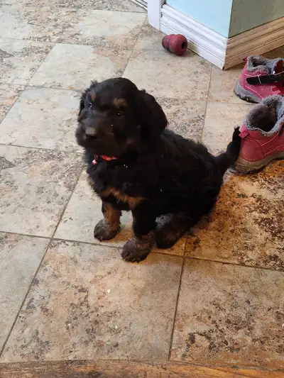 chiots aussidoodle dernier male, View more