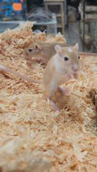 Baby Gerbils 