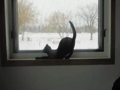 THREE CAT SILHOUETTES, View more