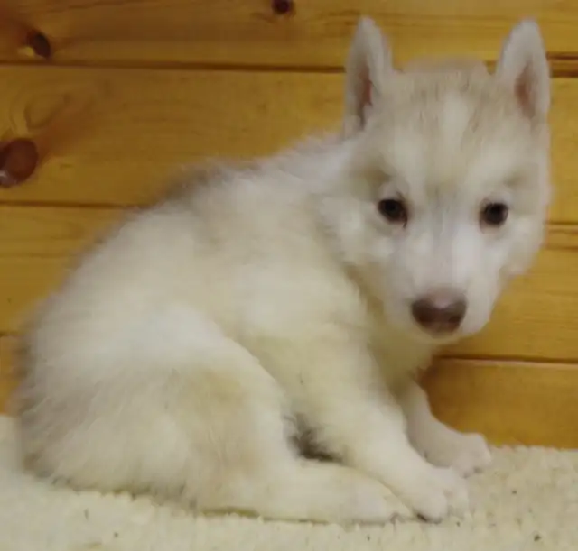 Registered Siberian Huskies in Dogs & Puppies for Rehoming in Hamilton - Image 4