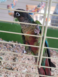 2 Conures parrots Male & Female plus cage 