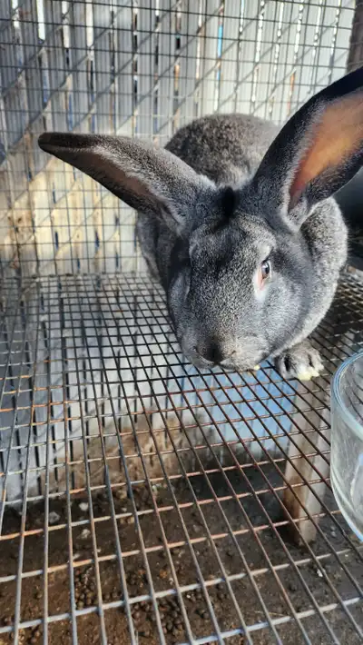 6 lapins a chair géant des flandre croisés pesant au alentour de 10lbs, Elevés a l'extérieur Je dema...