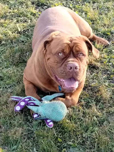 Bonjour je recherche une famille pour mon gros ♥️Victor ❤️il est un chien très gentil doux propre da...