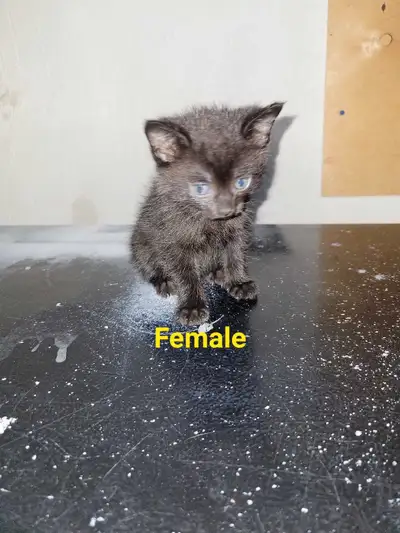 Kittens looking for new homes, View more