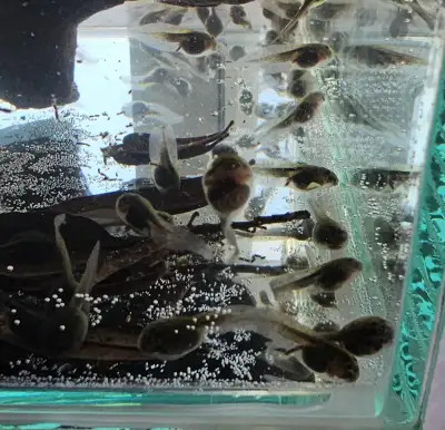 Fire belly toad tadpoles., View more