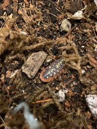 Cloportes/Isopods.   Armadillidium  Klugi.    « Monténégro»