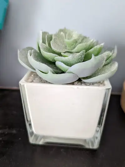 Artificial succulent, View more
