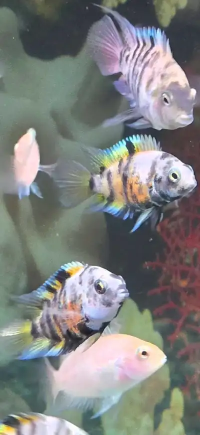 Marbled polar cichlid/Platinum polor cichlid, View more