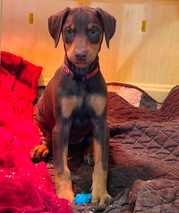 Purebred Doberman Puppies READY FOR HOMES