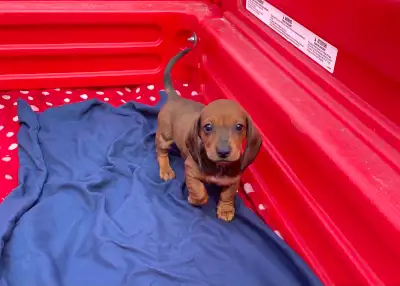 Miniature dachshund puppies, View more